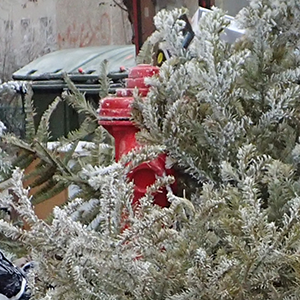 Tűzcsap a kiszolgált karácsonyfák fogságában