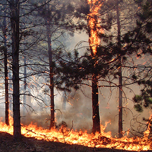 Erdők és tőzegterületek tüzeinek oltása